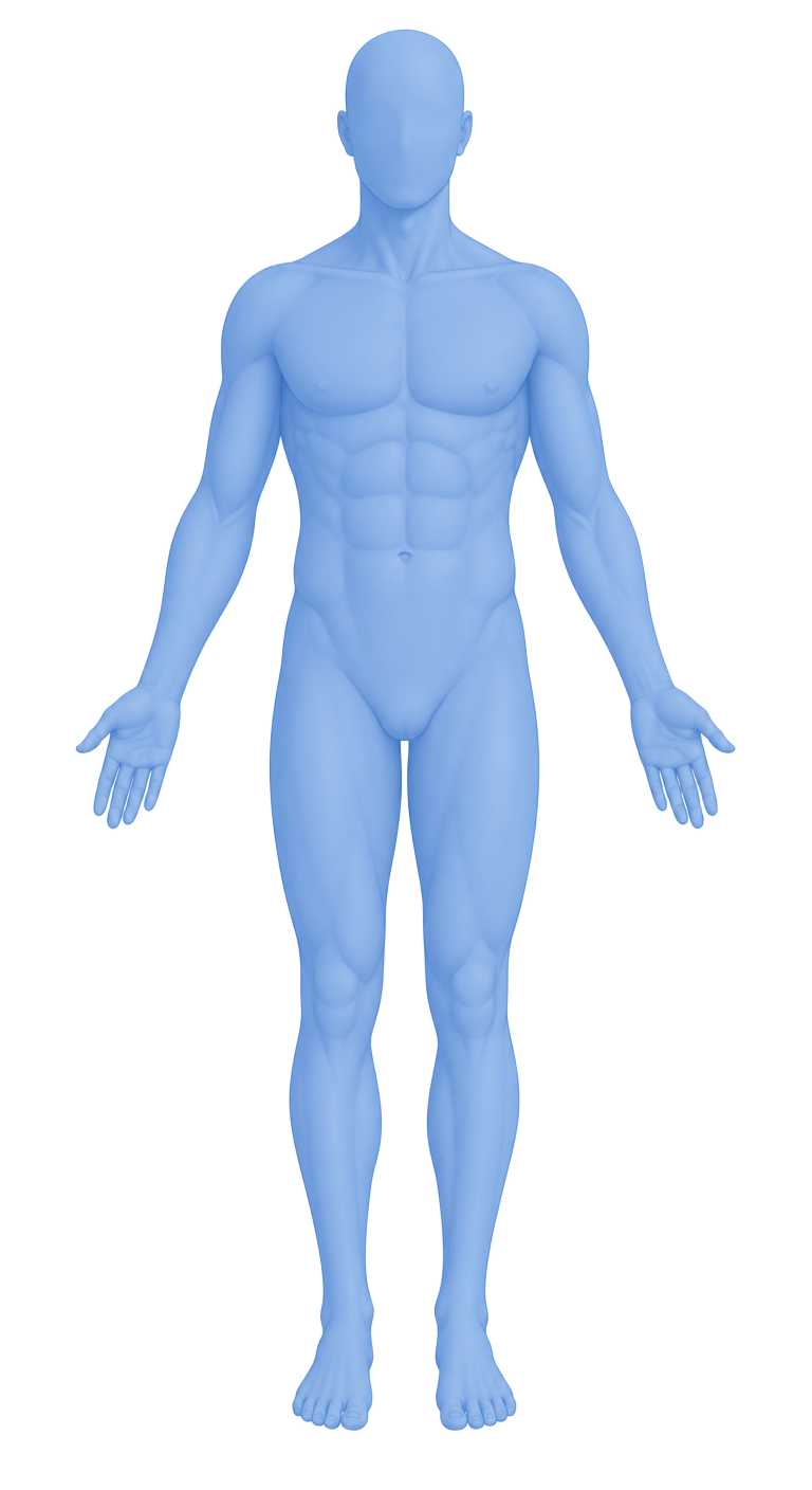 Front-view body scan silhouette